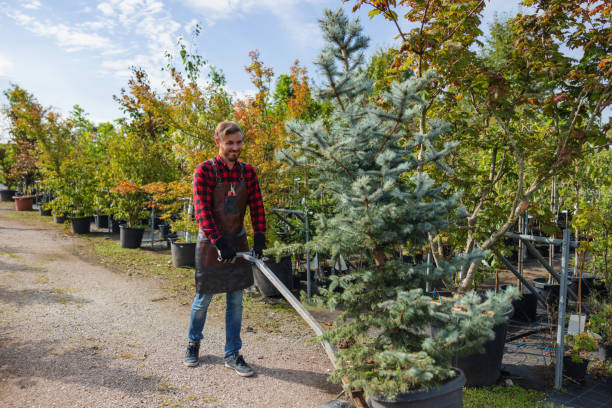 Professional Tree Removal and Landscaping Services in Blaine, WA